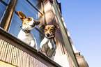 Jack Russell Terrier at the window