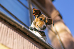 Jack Russell Terrier at the window