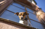 Jack Russell Terrier at the window