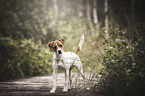 standing Jack Russell Terrier