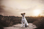 sitting Jack Russell Terrier