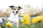Jack Russell Terrier