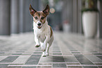 running Jack Russell Terrier