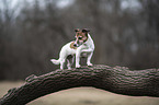 standing Jack Russell Terrier