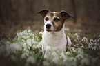 Jack Russell Terrier portrait