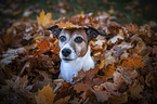 Jack Russell Terrier portrait