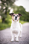 standing Jack Russell Terrier