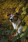Jack Russell Terrier