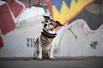 sitting Jack Russell Terrier