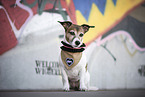 sitting Jack Russell Terrier