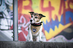 sitting Jack Russell Terrier