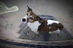 standing Jack Russell Terrier