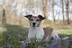 lying Jack Russell Terrier