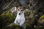Jack Russell Terrier