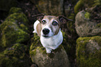 Jack Russell Terrier