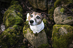 Jack Russell Terrier