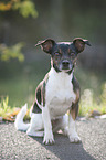 sitting Jack Russell Terrier
