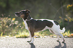 standing Jack Russell Terrier
