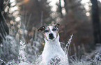 Jack Russell Terrier portrait