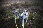 Jack Russell Terrier with French Bulldog