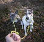 Jack Russell Terrier with French Bulldog