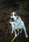 Jack Russell Terrier