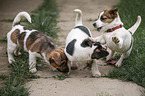 playing Jack Russell Terrier Puppies