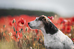 Jack Russell Terrier in the poppy field