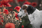 Jack Russell Terrier in the poppy field
