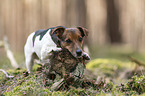 Jack Russell Terrier