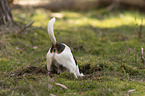 Jack Russell Terrier