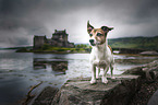 standing Jack Russell Terrier