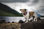 standing Jack Russell Terrier
