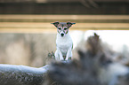 sitting Jack Russell Terrier