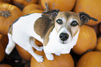 standing Jack Russell Terrier
