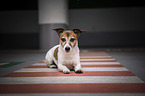 lying Jack Russell Terrier