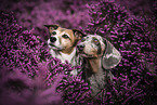 Jack Russell Terrier with Tiger Dachshund
