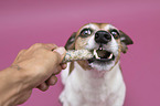 human with Jack Russell Terrier