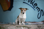 sitting Jack Russell Terrier