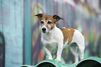 standing Jack Russell Terrier