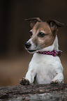 Jack Russell Terrier