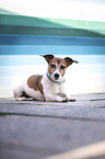lying Jack Russell Terrier