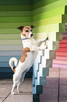 standing Jack Russell Terrier