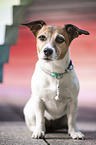 sitting Jack Russell Terrier