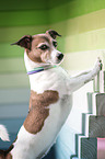 Jack Russell Terrier