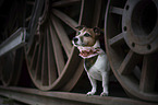 Jack Russell Terrier