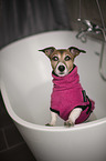 Jack Russell Terrier in the bathtub