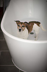 Jack Russell Terrier in the bathtub