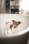 Jack Russell Terrier in the bathtub