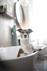 Jack Russell Terrier in the bathtub